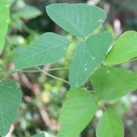 Mucuna pruriens var. pruriens (L.) DC.